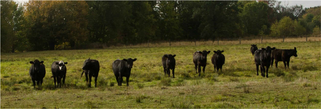 Burbick Farms, Cattle, Genetics, Embryo Transfer, Breeding Burbick Farms, Cattle, Genetics, Embryo Transfer, Breeding
